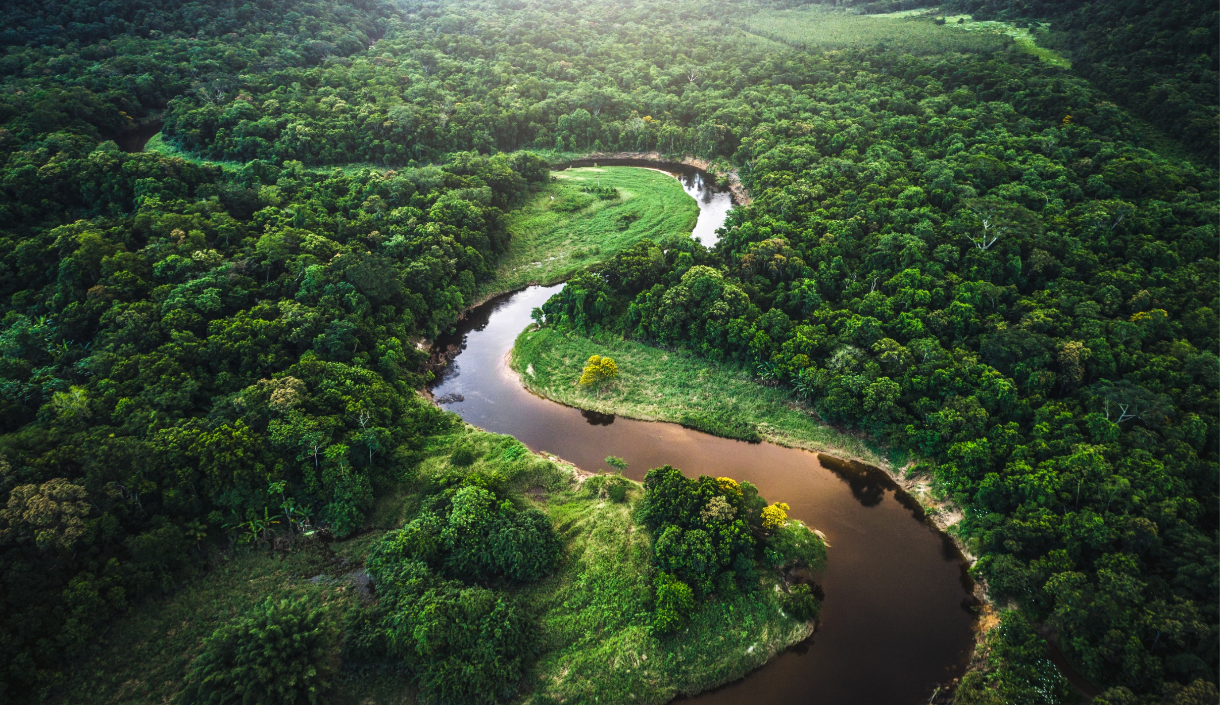 Green Forest