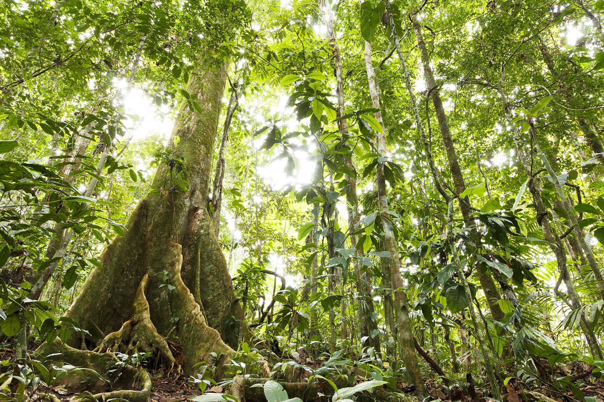 Forests And Their Management