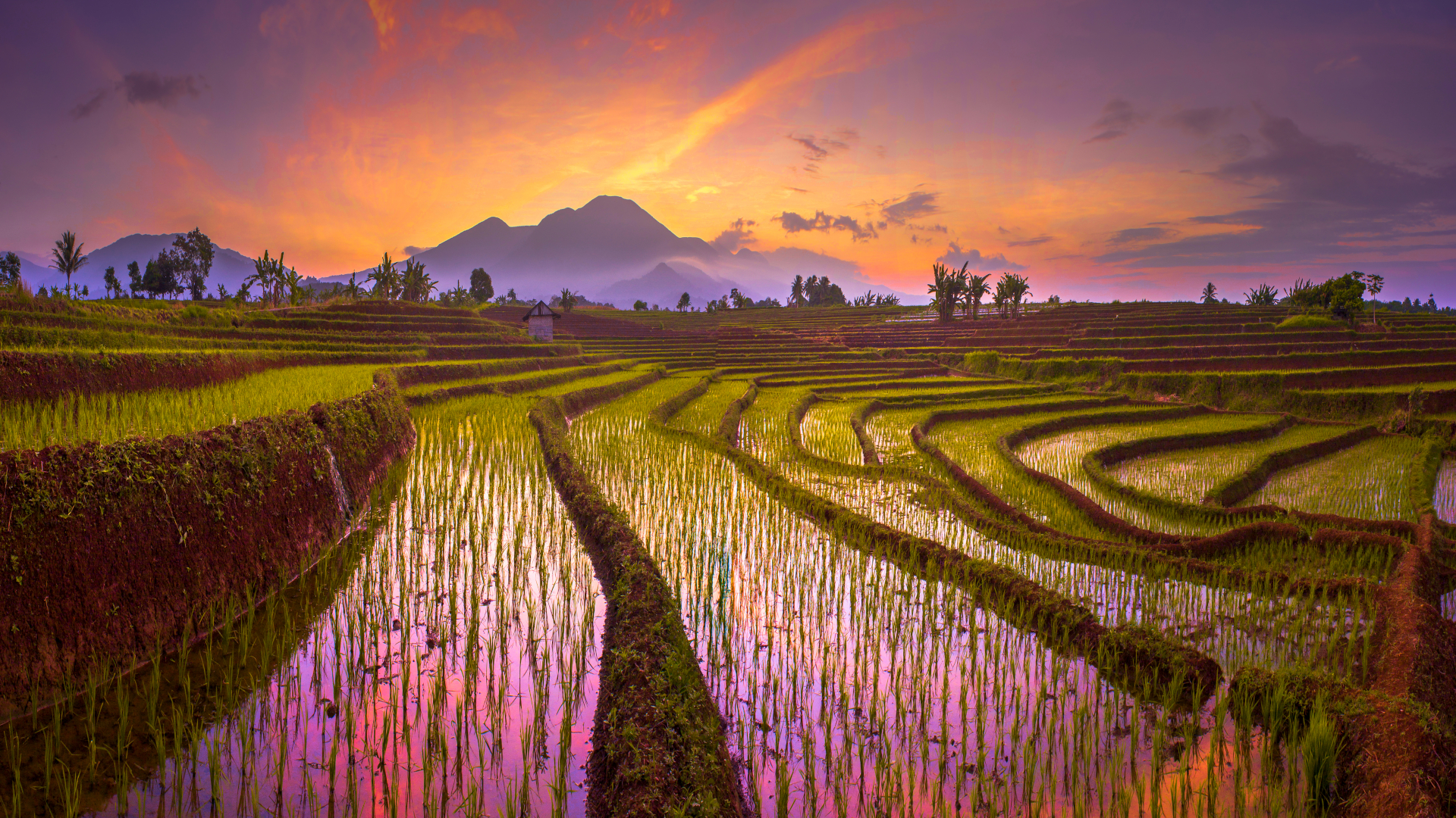 shutterstock 1220707486 - Indonesia