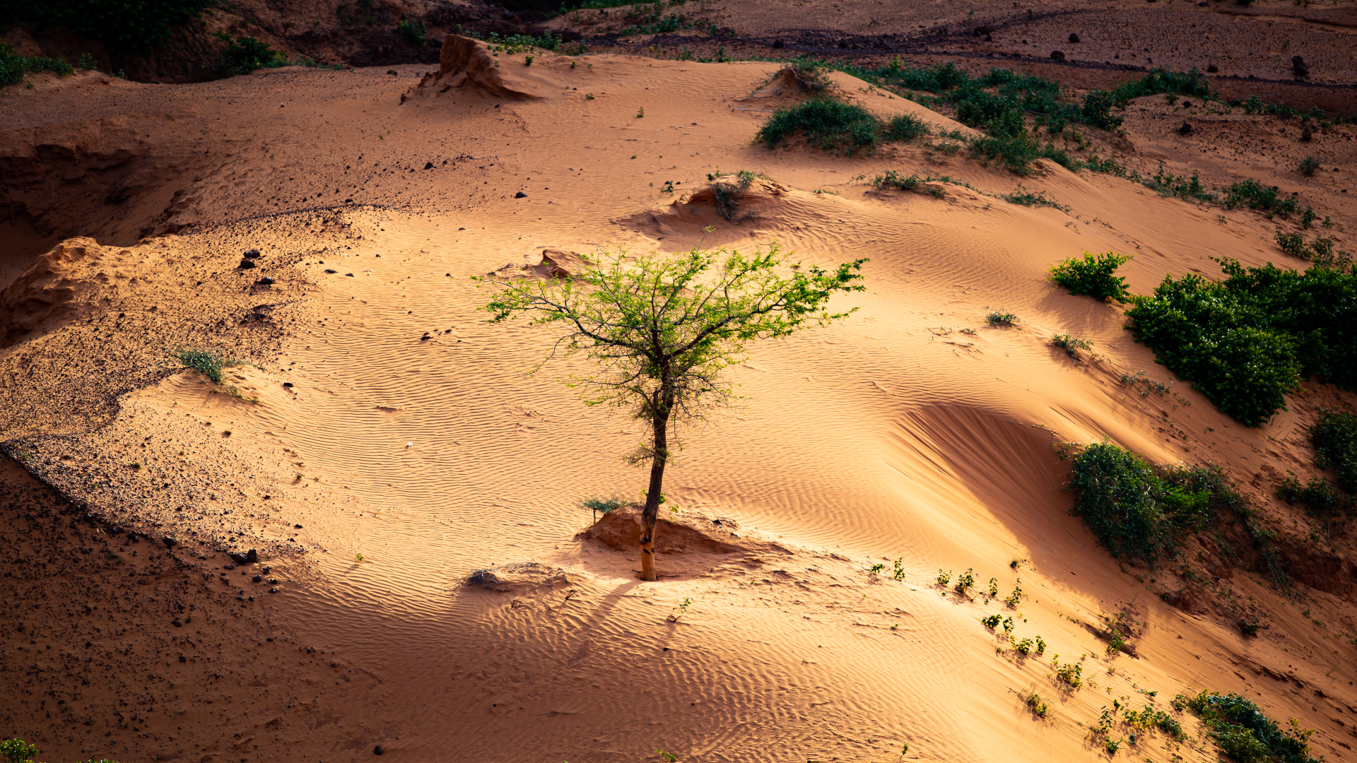 shutterstock 1507575839 - Niger