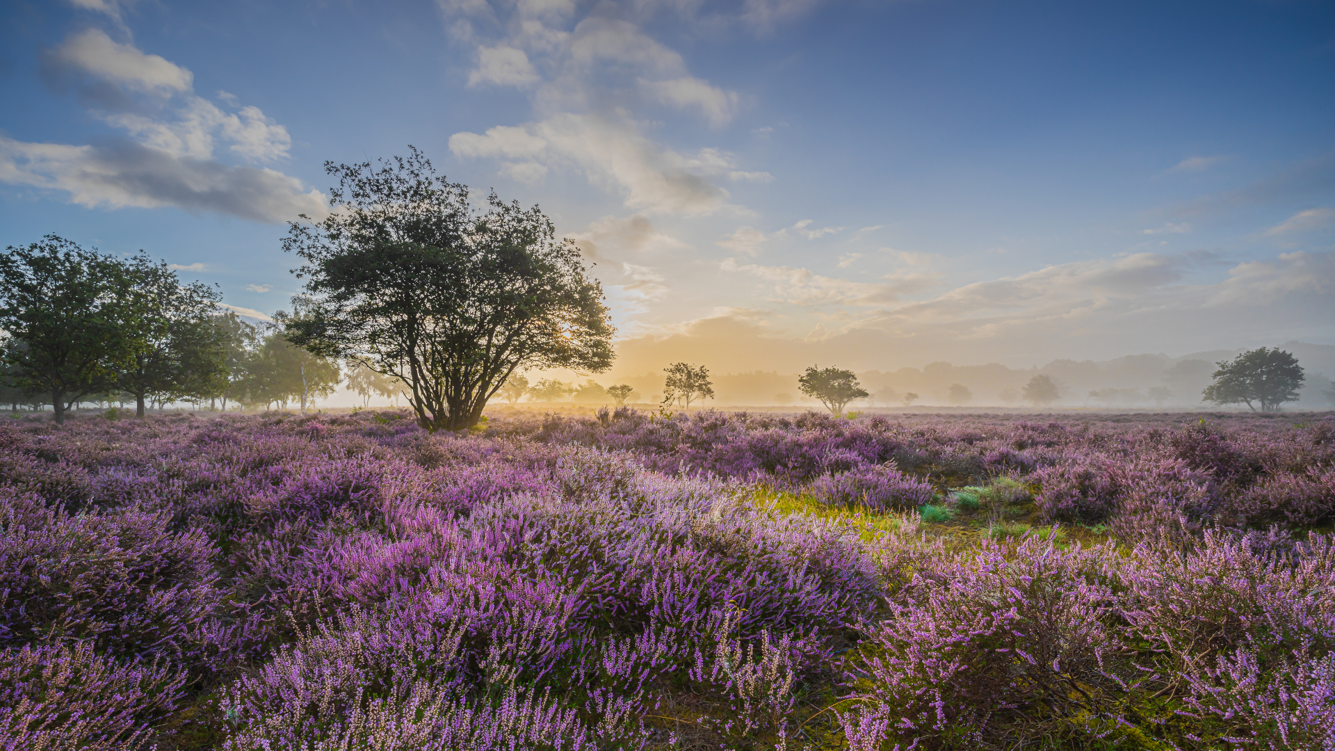 shutterstock 1805498143 - Netherlands