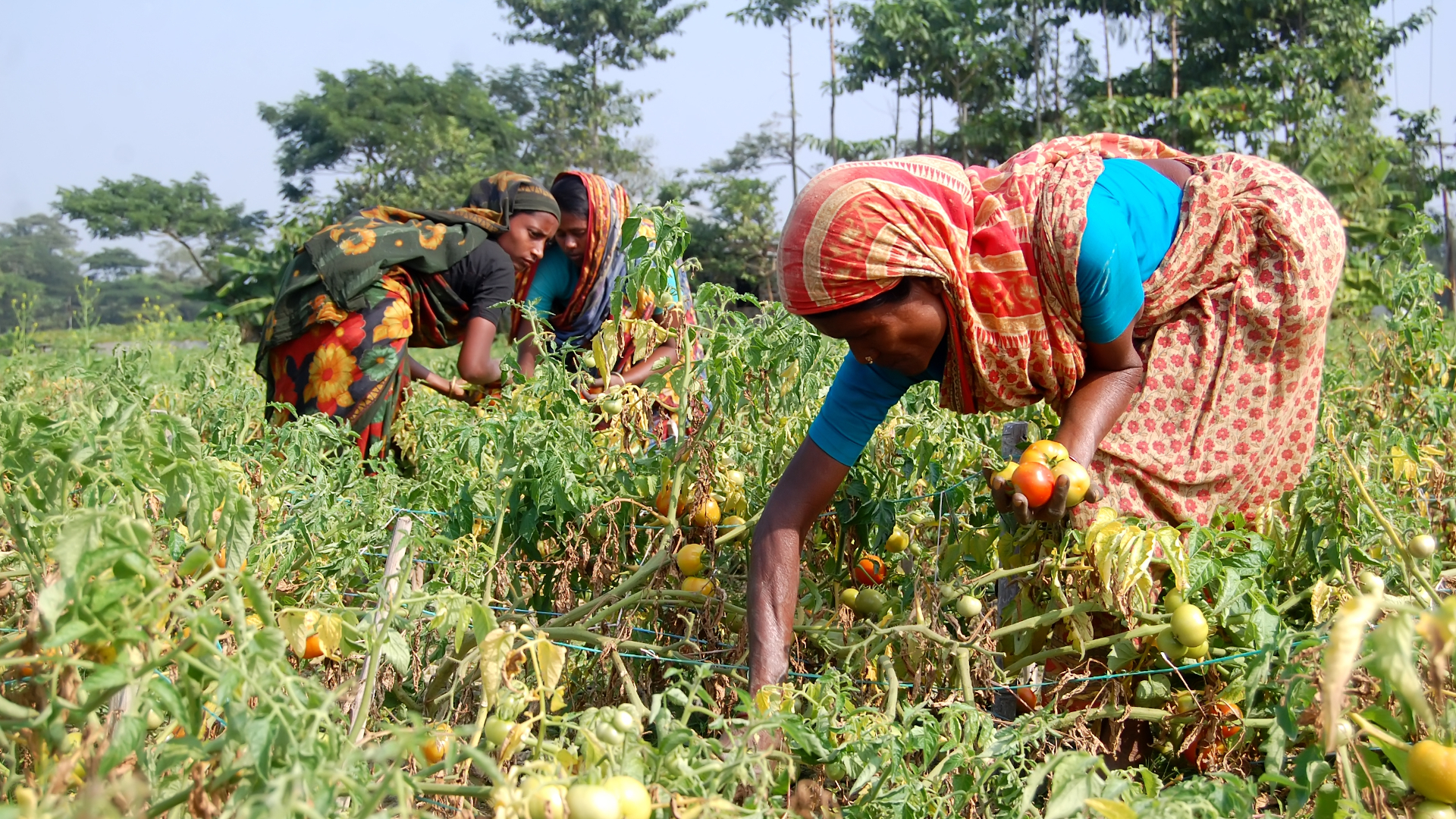 shutterstock 1944507118 - Bangladesh