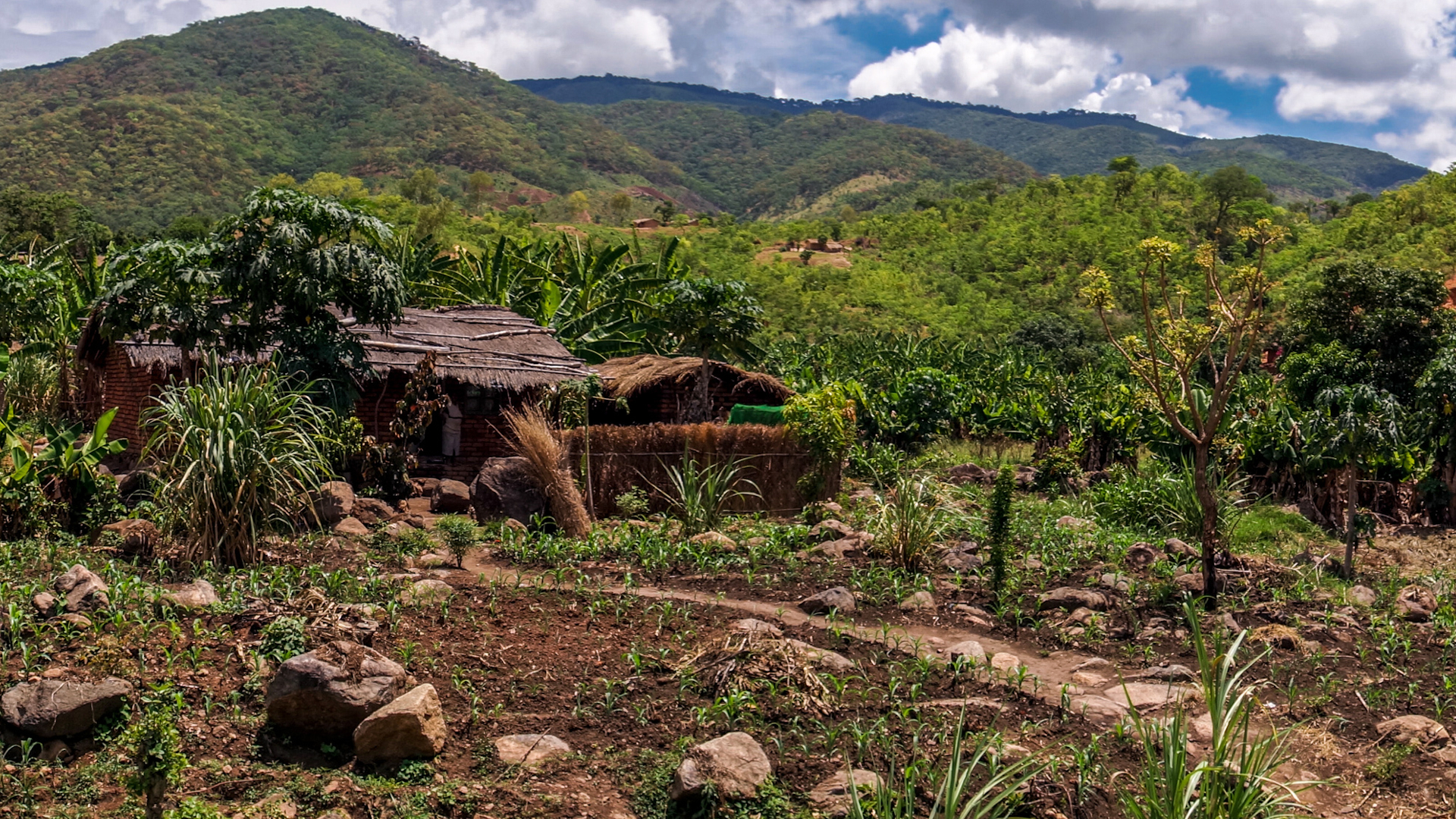 shutterstock 561994534 - Malawi