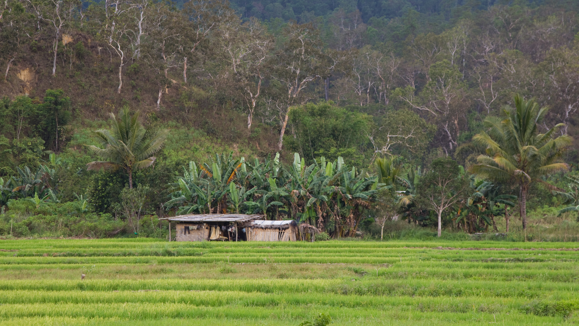 shutterstock 59744954 - Timor-Leste