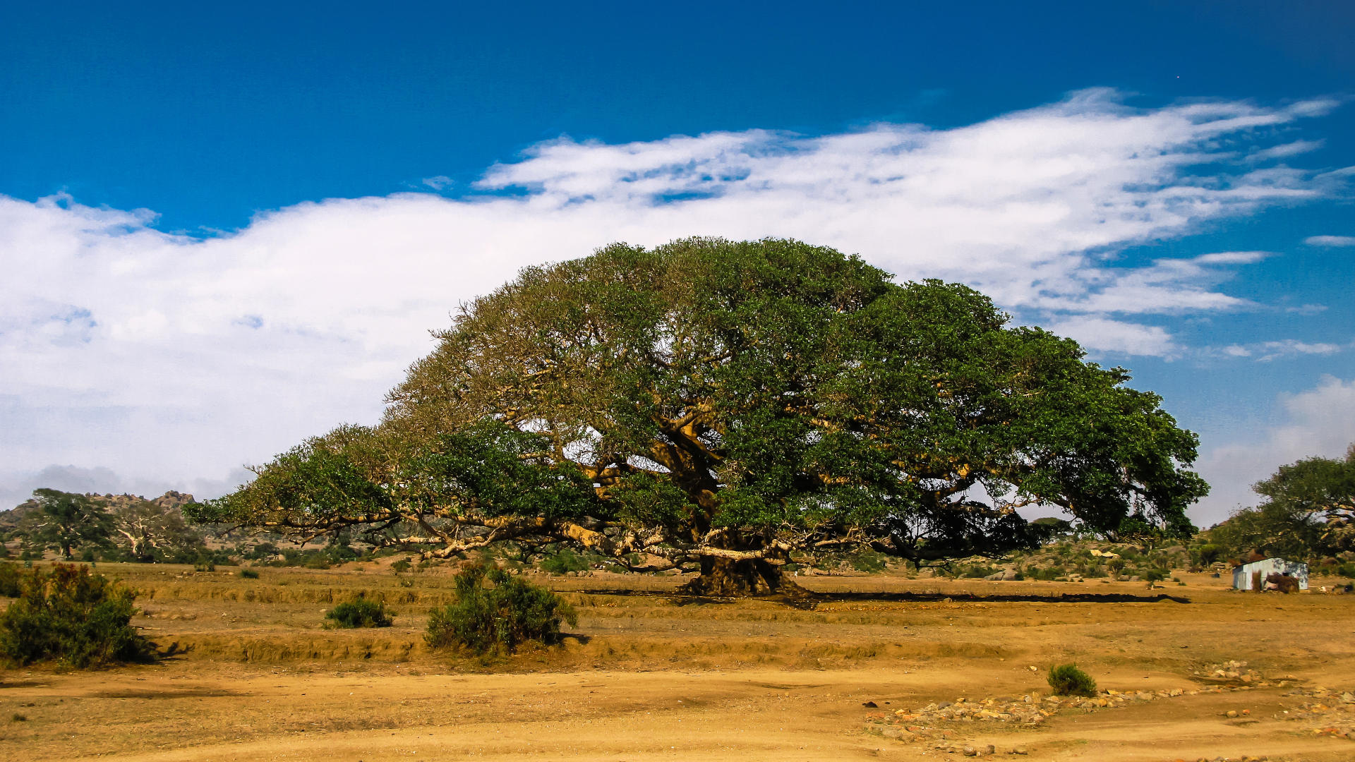 shutterstock 614822012 - Eritrea