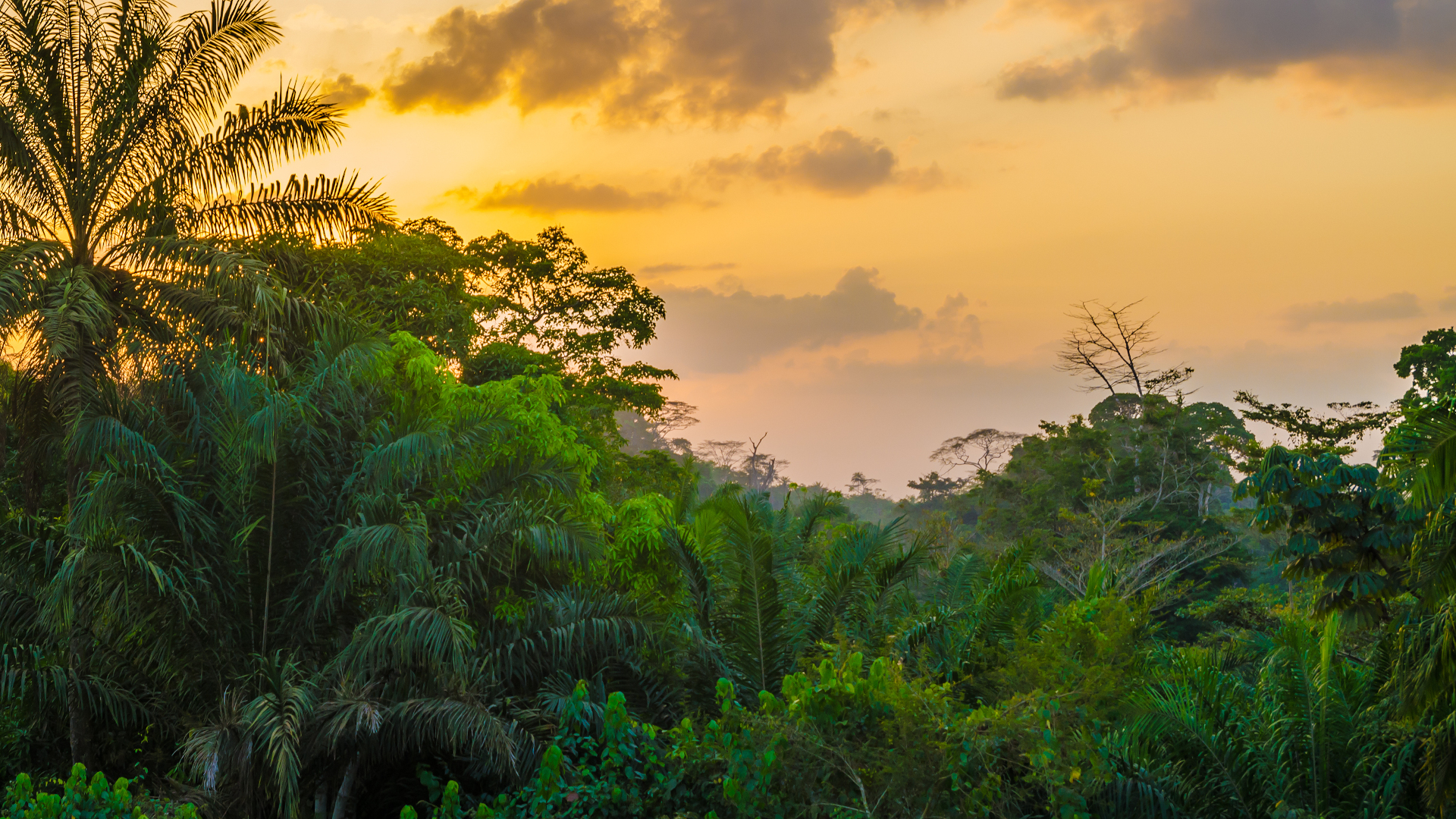 shutterstock 728153497 - Liberia